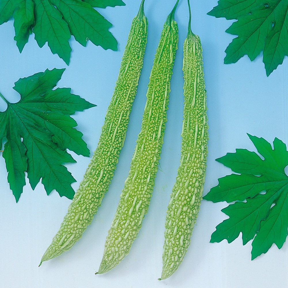 種 野菜たね ゴーヤ 白大長れいし 1袋(8ml)