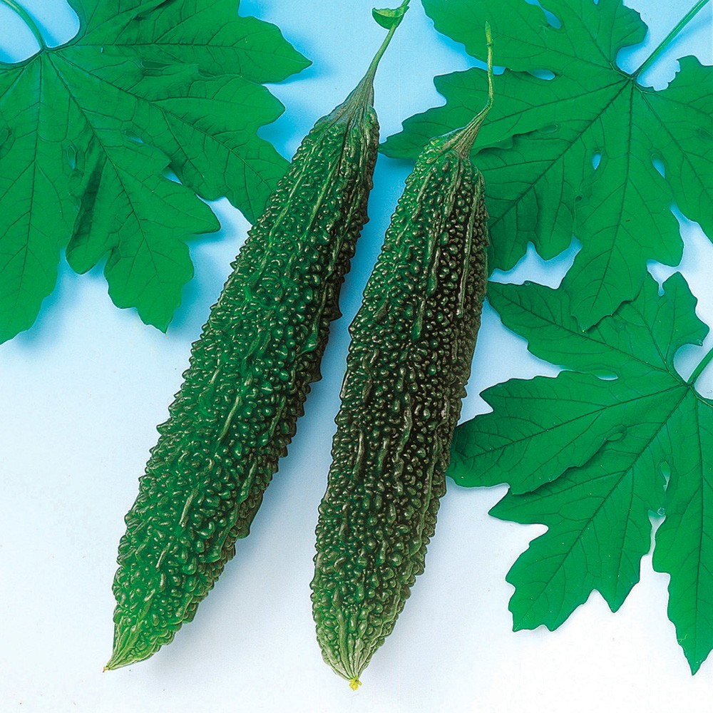 種 野菜たね ゴーヤ 沖縄長ゴーヤ 1袋(8ml)