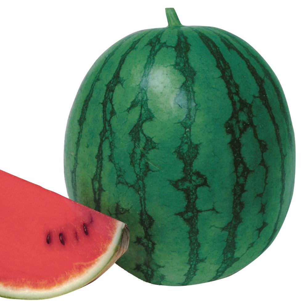 種 野菜たね スイカ F1こだまっ娘 1袋(8粒)