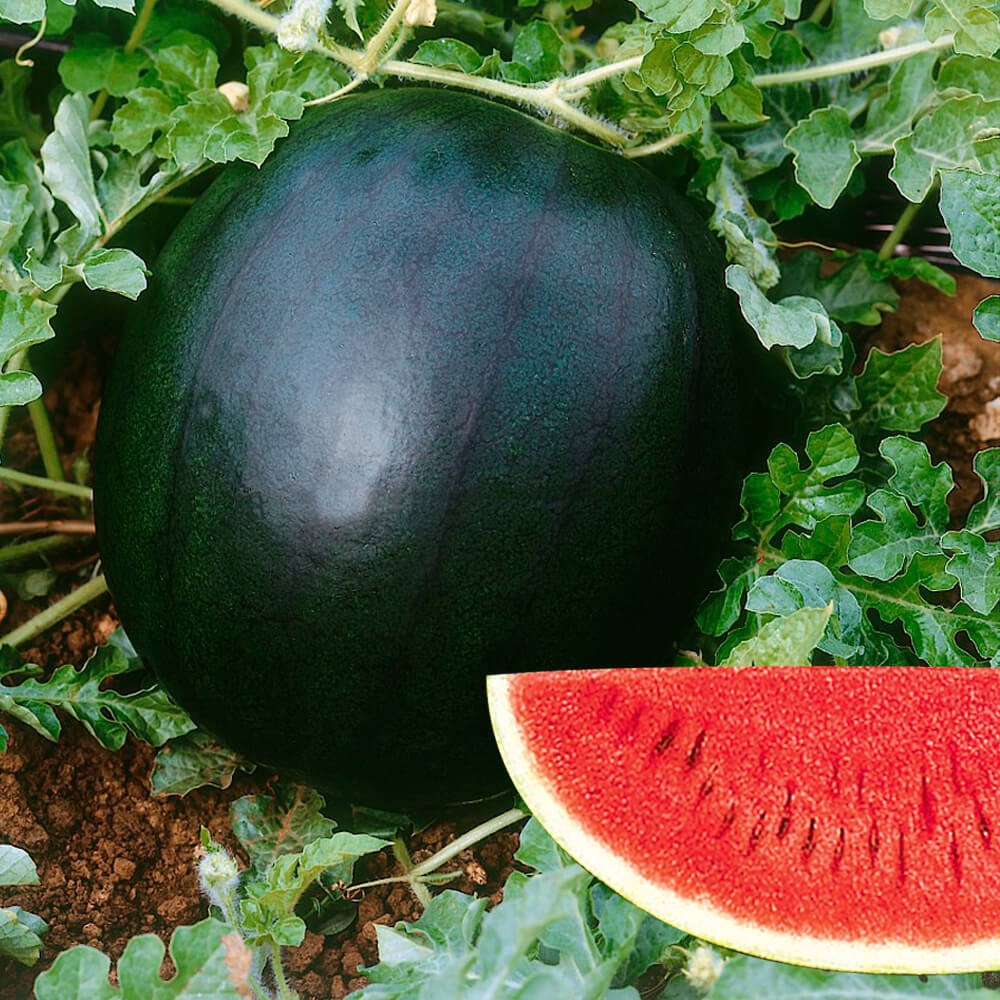 種 野菜たね スイカ シュガーベイビー 1袋(1.2ml)