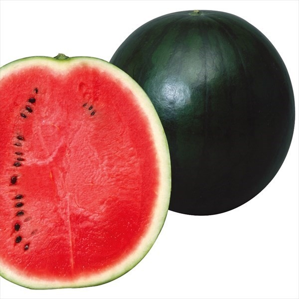 種 野菜たね スイカ F1黒ちゃん 1袋(5粒)