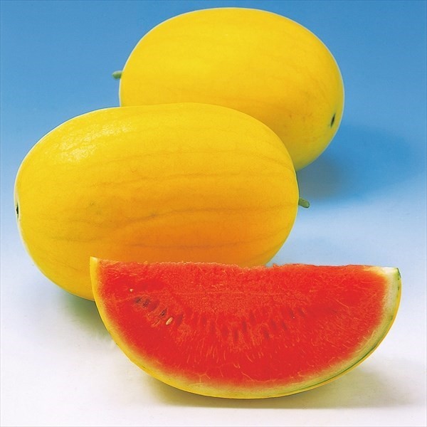 種 野菜たね スイカ F1金俵すいか 1袋(5粒)