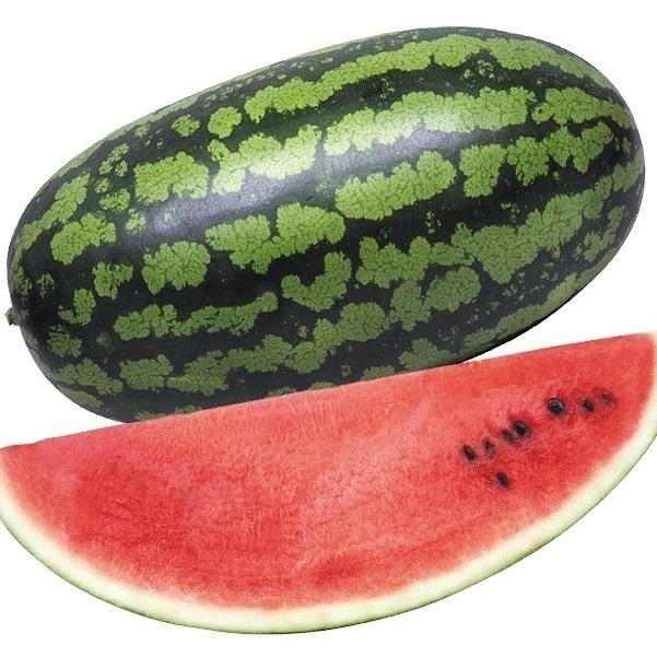 種 野菜たね スイカ F1俵丸 1袋(5粒)