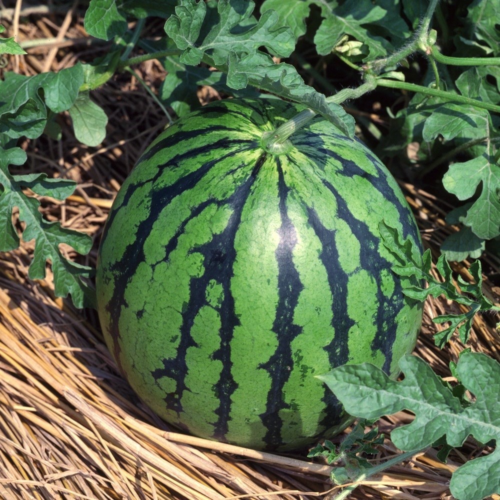 種 野菜たね スイカ F1まるスイカ 1袋(8粒)