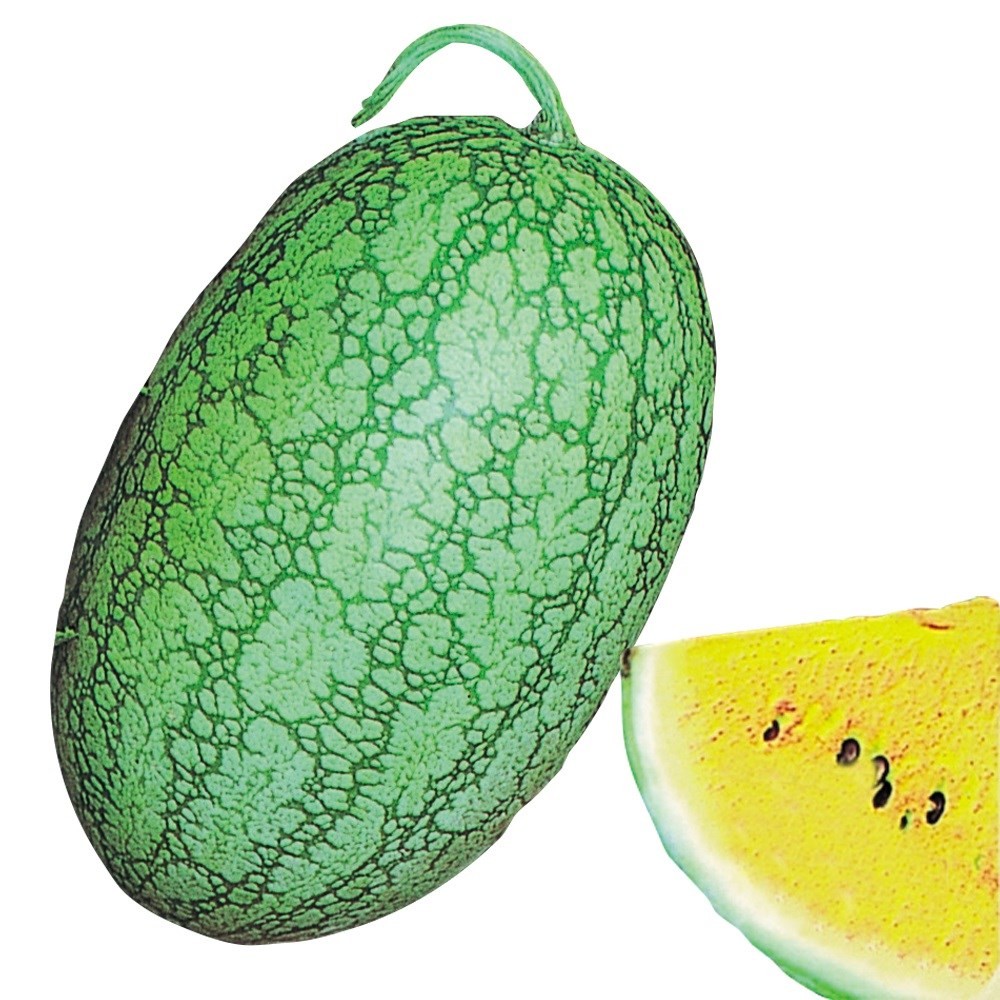 種 野菜たね スイカ 嘉宝西瓜 1袋(1ml)
