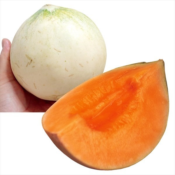 種 野菜たね メロン F1キューピット 1袋(5粒)