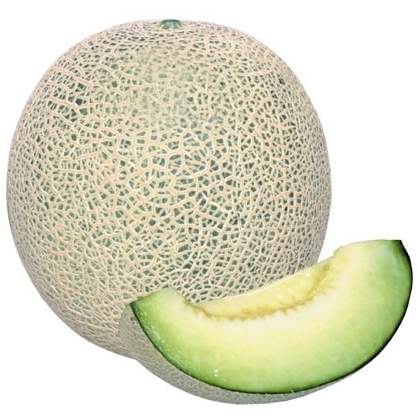 種 野菜たね メロン F1グリーンネットメロン 1袋(1ml)