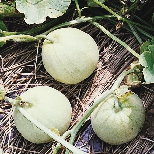 種 野菜たね メロン みずほニューメロン 1袋(1ml)