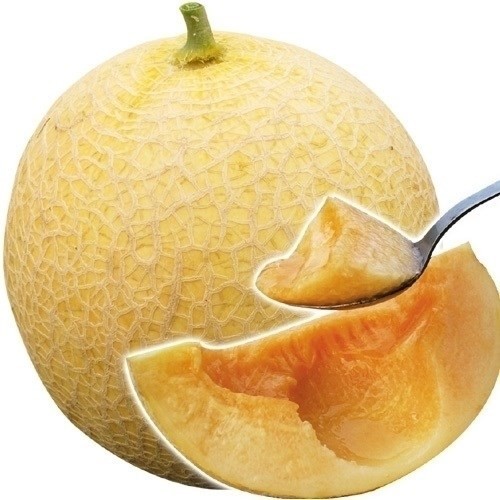 種 野菜たね メロン F1サンライズ 1袋(4粒)