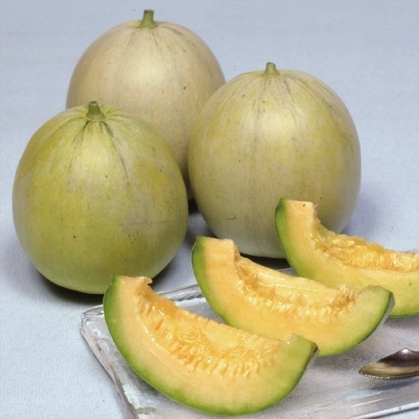 種 野菜たね メロン F1うまメロン 1袋(2ml)