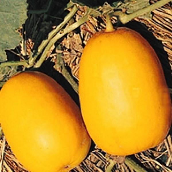 種 野菜たね マクワウリ 奈良一号まくわ 1袋(1ml)