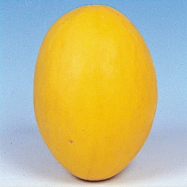 種 野菜たね マクワウリ 黄金９号マクワ瓜 1袋(1ml)