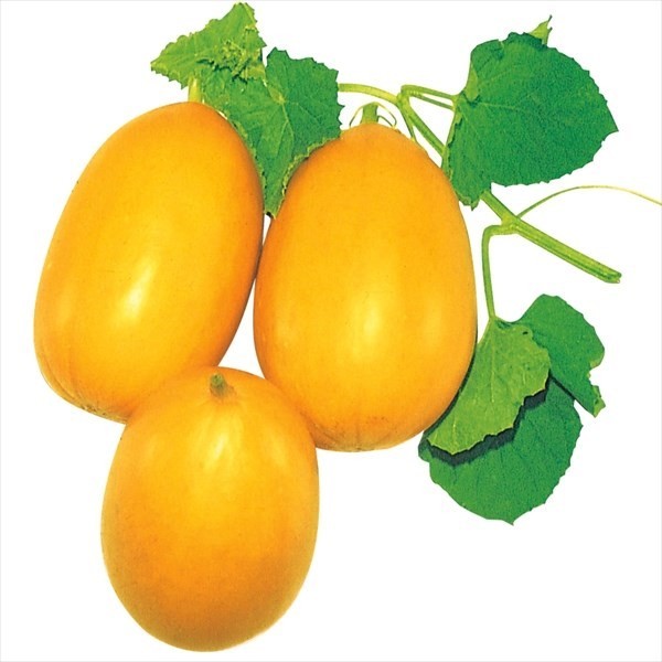 種 野菜たね マクワウリ 金俵まくわうり 1袋(1ml)