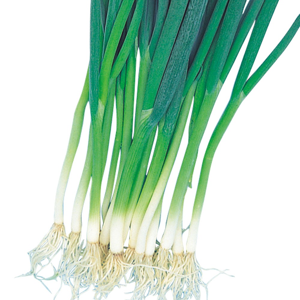 種 野菜たね ネギ 九条太葱 1袋(5ml)