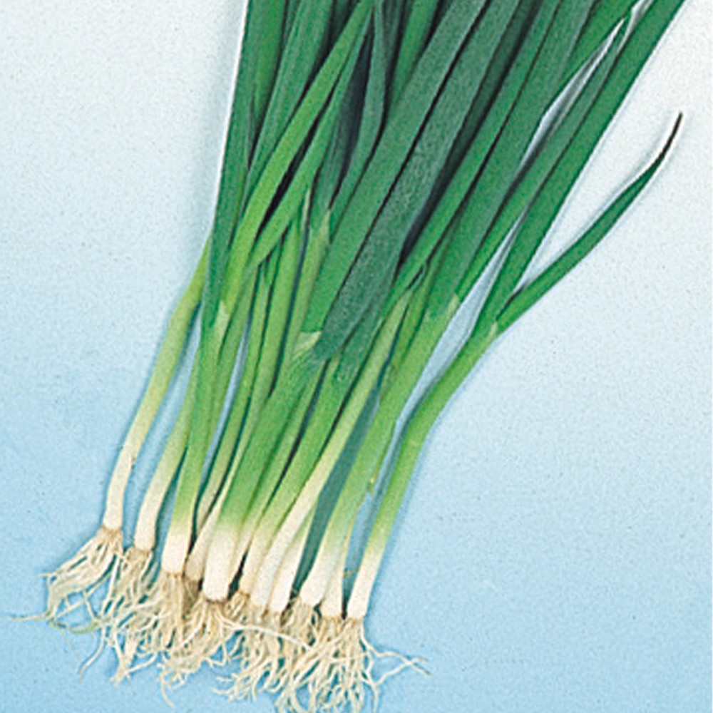 種 野菜たね ネギ 九条細葱 1袋(5ml)
