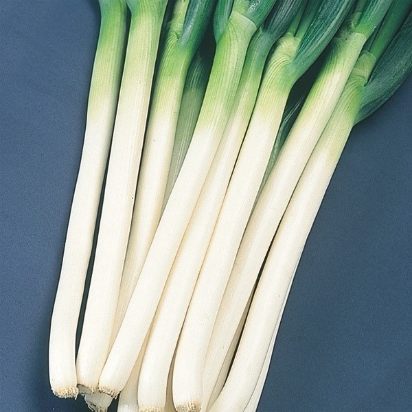 種 野菜たね ネギ 金長一本葱 1袋(6ml)