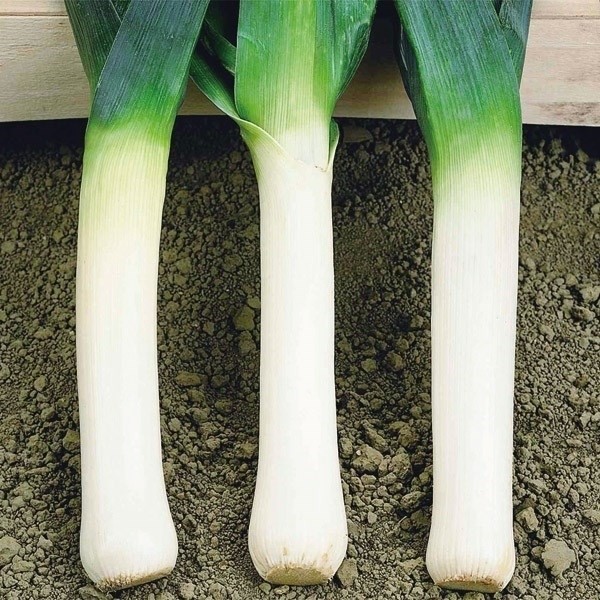 種 野菜たね 西洋ネギ リーキ 1袋(5ml)