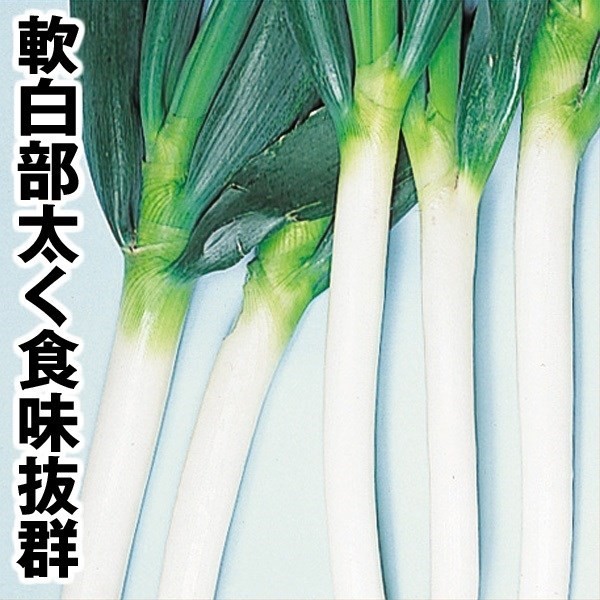種 野菜たね ネギ 軟白一本葱 1袋(5ml)
