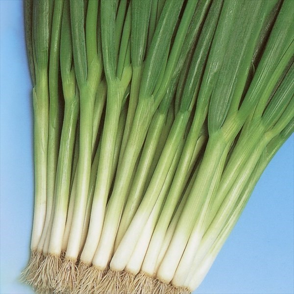 種 野菜たね ネギ 改良九条葱 1袋(8ml)