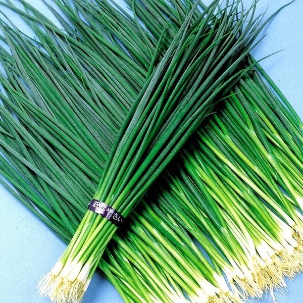 種 野菜たね ネギ 葱大関 1袋(8ml)