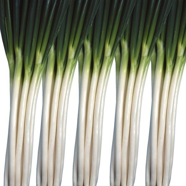 種 野菜たね ネギ 分げつ冬葱 1袋(4ml)