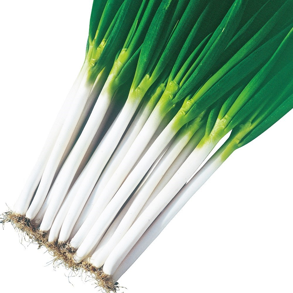 種 野菜たね ネギ 元蔵 1袋(5ml)