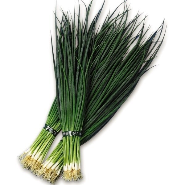 種 野菜たね ネギ やくみ夏細葱 1袋(5ml)