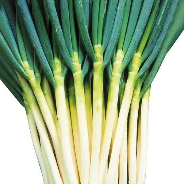 種 野菜たね ネギ 長どり一本太葱 1袋(6ml)