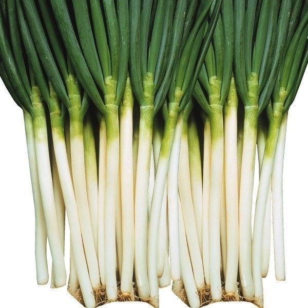 種 野菜たね ネギ 強健一本太葱 1袋(6ml)