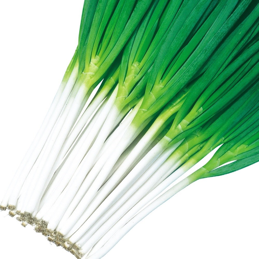 種 野菜たね ネギ 吉蔵 1袋(5ml)