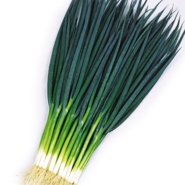 種 野菜たね ネギ F1葉ねぎ王 1袋(5ml)
