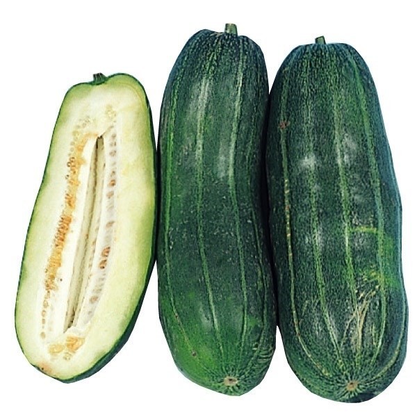 種 野菜たね ウリ 青はぐらうり（青皮) 1袋(2ml)