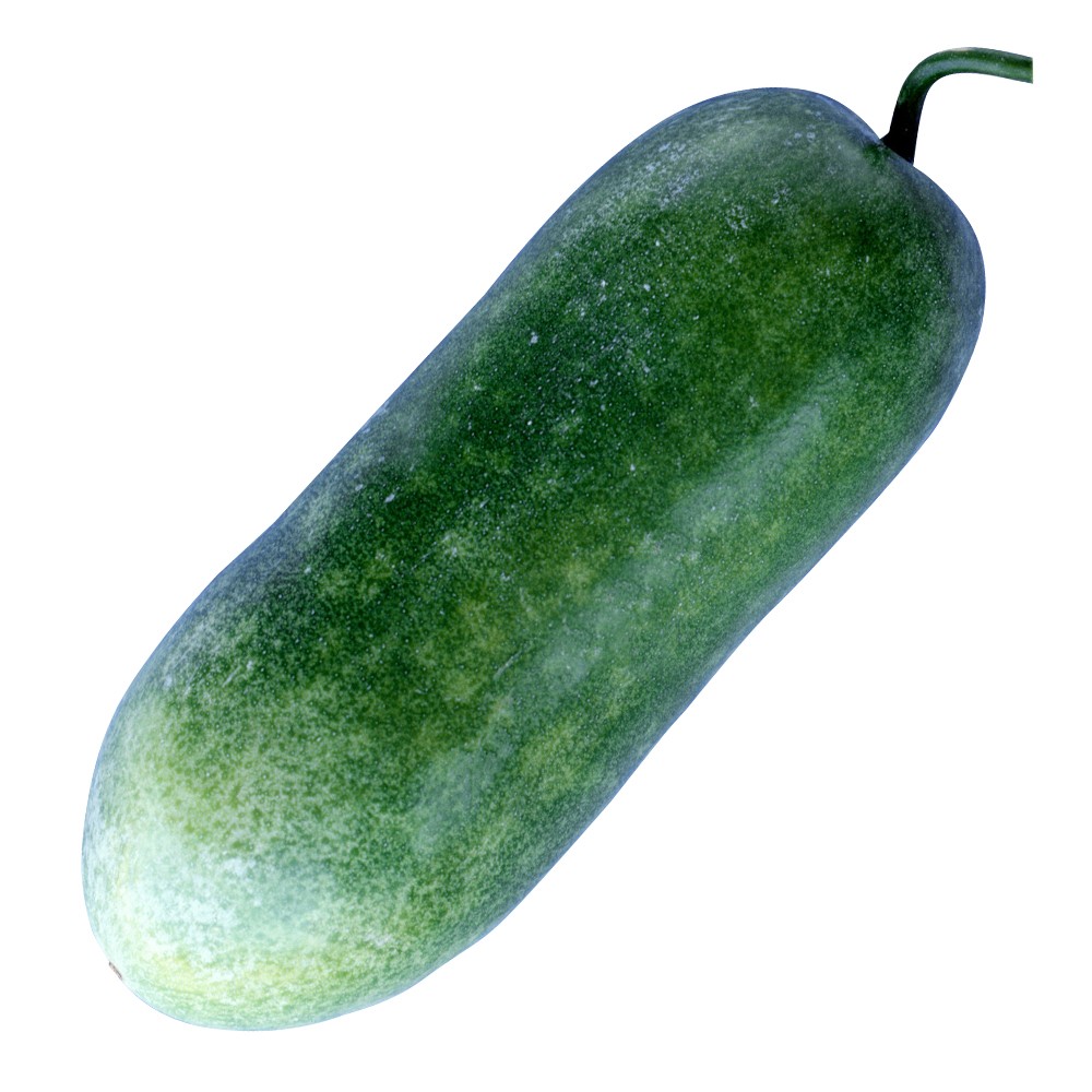 種 野菜たね ウリ 早生長冬瓜 1袋(3ml)