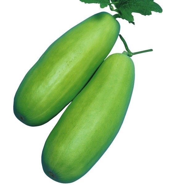 種 野菜たね ウリ 久留米白瓜 1袋(2ml)