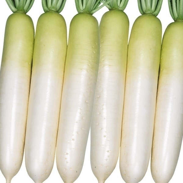 種 野菜たね ダイコン F1春郷 1袋(5ml)