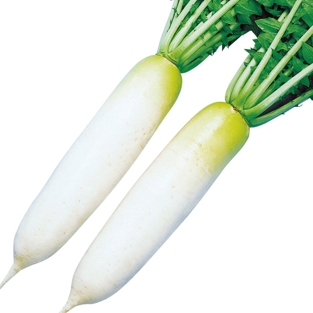 種 野菜たね ダイコン F1吉兆 1袋(3ml)