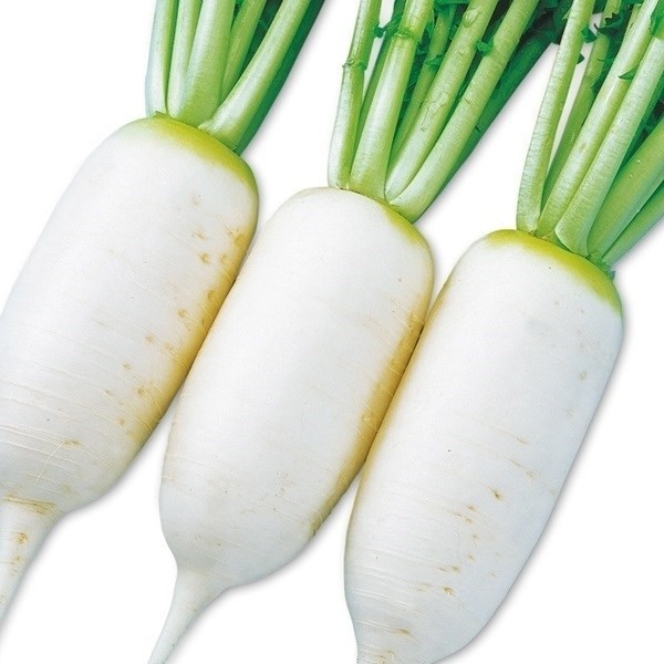 種 野菜たね ダイコン F1四季ミディ大根 1袋(3ml)