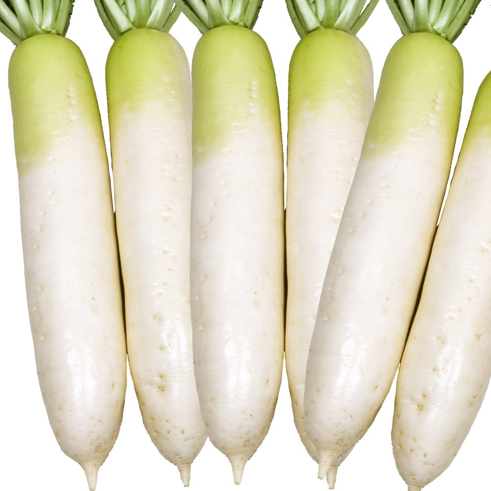 種 野菜たね ダイコン F1強健春太大根 1袋(5ml)