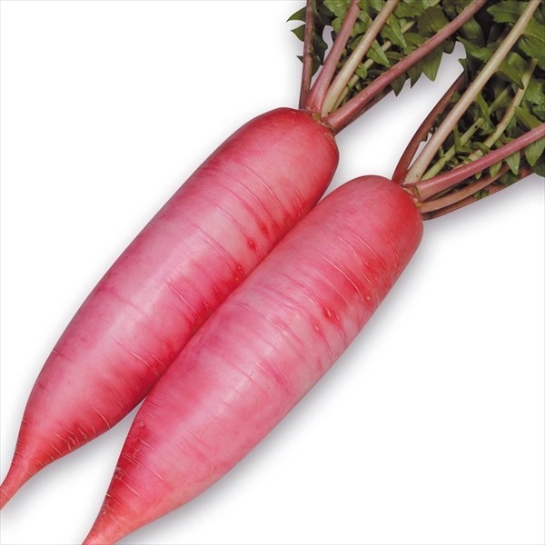 種 野菜たね ダイコン F1春あかね 1袋(1ml)