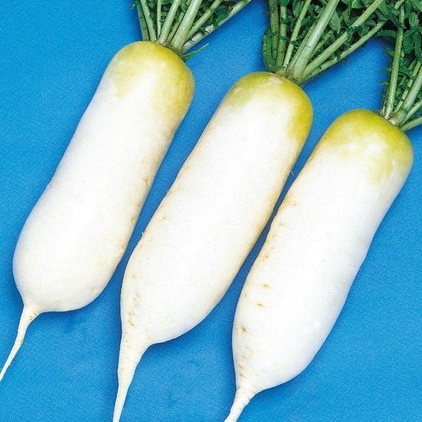 種 野菜たね ダイコン F1春まき総太大根 1袋(3ml)
