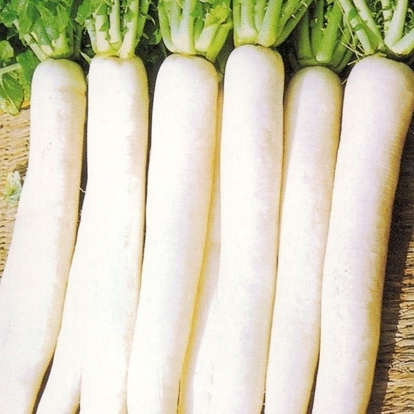 種 野菜たね ダイコン 豊産時なし大根 1袋(5ml)