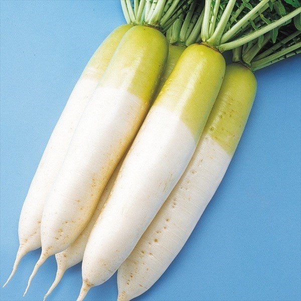 種 野菜たね ダイコン F1青首はる大根 1袋(2ml)