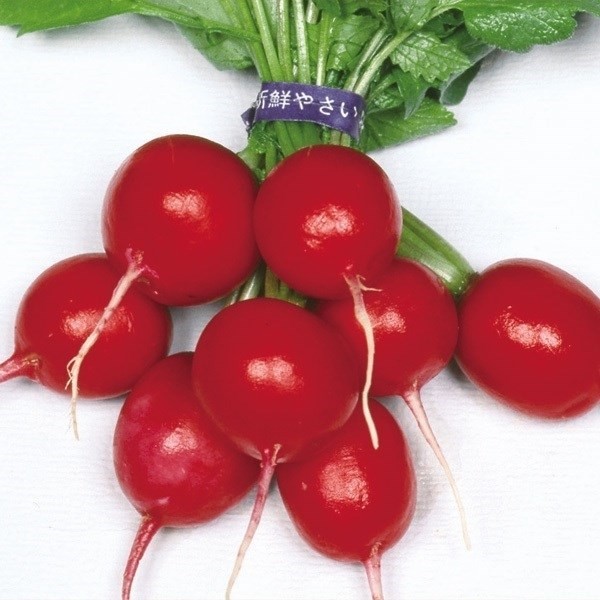 種 野菜たね ダイコン 赤丸二十日大根 1袋(8ml)