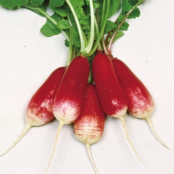 種 野菜たね ダイコン 長型赤白二十日大根 1袋(8ml)