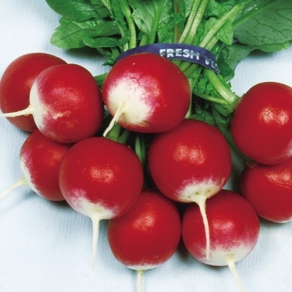 種 野菜たね ダイコン 丸型赤白二十日大根 1袋(8ml)