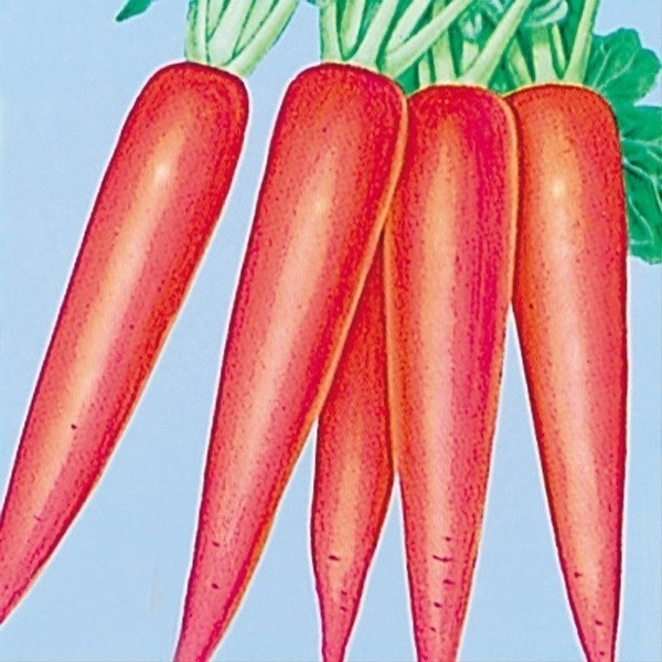種 野菜たね ダイコン 赤長二十日大根 1袋(8ml)