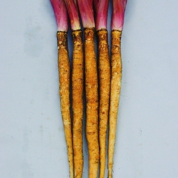 種 野菜たね ゴボウ じょうできごぼう 1袋(6ml)