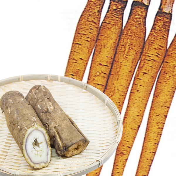 種 野菜たね ゴボウ 大浦太ごぼう 1袋(8ml)