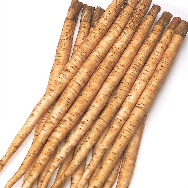 種 野菜たね ゴボウ 極早生白肌短形ごぼう 1袋(8ml)