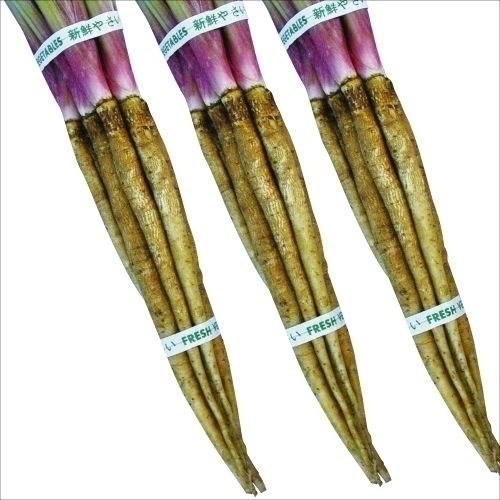 種 野菜たね ゴボウ コバルト極早生 1袋(8ml)